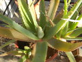 vignette Aloe pubescens 'Shashamone'