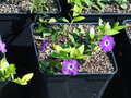 vignette Visite SHBL Les plantes vivaces chez Herv Coz Sica Krisnel (Vinca minor 'Atropurpurea'