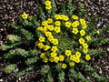 vignette Visite SHBL Les plantes vivaces chez Herv Coz Sica Krisnel (Euphorbia sp)