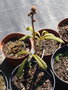 vignette Visite SHBL Les plantes vivaces chez Herv Coz Sica Krisnel (Rodgersia)