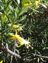 vignette Eremophila maculata 'Aurea' ,