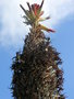 vignette Aloe hexapetala  ?