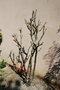 vignette Bauhinia grandiflora