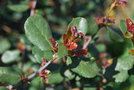 vignette Crinodendron patagua / Elaeocarpaceae / Chili