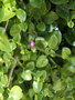 vignette Aptenia cordifolia
