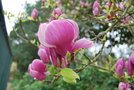vignette Magnolia x soulangeana 'Triumphans'