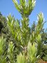 vignette Leucadendron argenteum
