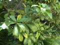 vignette Corynocarpus laevigatus