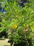 vignette Calpurnia aurea subsp aurea