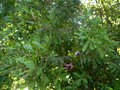 vignette Macadamia ternifolia
