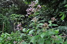 vignette Fuchsia arborescens