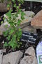 vignette Pelargonium scabrum