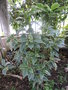 vignette Pseuderanthemum carruthersii 'Atropurpureum tricolor' '