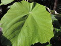 vignette Pterospermum acerifolium