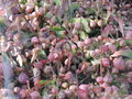 vignette Sarracenia oreophila
