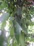 vignette Ficus tinctoria subsp gibbosa