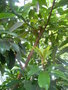 vignette Ficus saussureana