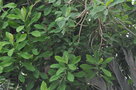 vignette Euphorbia umbellata