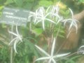 vignette Crinum purpurescens
