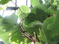 vignette Coccoloba pubescens