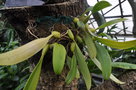vignette Bulbophyllum crassipes
