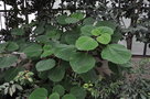 vignette Boehmeria virgata subsp macrophylla