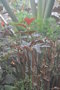 vignette Begonia platanifolia
