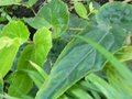 vignette Begonia griffithiana
