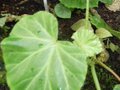 vignette Begonia manicata 'Manicata'