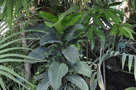 vignette Atractocarpus heterophyllus
