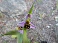 vignette ophrys abeille /ophrys apifera