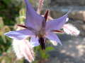 vignette Borago officinalis (fleur)