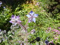 vignette Borago officinalis (fleurs)