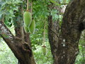 vignette Jardin botanique Sir Seewoosagur Ramgoolam (Pamplemousses) - Adansonia digitata - Baobab africain