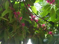 vignette Jardin botanique Sir Seewoosagur Ramgoolam (Pamplemousse) - Syzygium malaccense