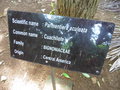 vignette Jardin botanique Sir Seewoosagur Ramgoolam (Pamplemousse) - Parmentiera aculeata