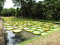 vignette Jardin botanique Sir Seewoosagur Ramgoolam (Pamplemousses) - Victoria amazonica