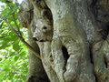 vignette Jardin botanique Sir Seewoosagur Ramgoolam (Pamplemousse) - Ficus religiosa