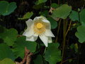 vignette Jardin botanique Sir Seewoosagur Ramgoolam (Pamplemousse) - Nelumbo nucifera 'Alba' - Lotus blanc