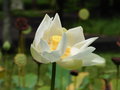 vignette Jardin botanique Sir Seewoosagur Ramgoolam (Pamplemousse) - Nelumbo nucifera 'Alba' - Lotus blanc