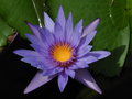 vignette Jardin botanique Sir Seewoosagur Ramgoolam (Pamplemousse) - Nymphaea capensis - Lotus bleu du Cap