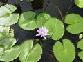 vignette Jardin botanique Sir Seewoosagur Ramgoolam (Pamplemousse) - Nymphaea capensis - Lotus bleu du Cap
