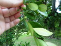 vignette Jardin botanique Sir Seewoosagur Ramgoolam (Pamplemousses) - Coffea myrtifolia = Coffea vaughanii = Hypobathrum myrtifolium = Nescidia myrtifolia