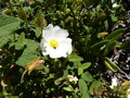 vignette Cistus salvifolius (fleur)