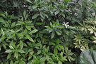 vignette Gardenia jasminoides