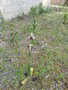 vignette ophrys apifera (plante et fleurs)