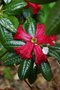 vignette Rhododendron arboreum subsp. albotomentosum
