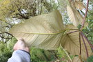 vignette Schefflera macrophylla