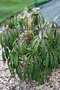 vignette Schefflera rhododendrifolia GWJ9375