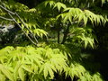 vignette Acer palmatum 'Shinobu Ga Oka'